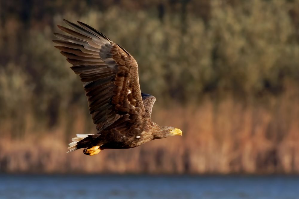 Der König der Lüfte... Seeadler (Haliaeetus albicilla)