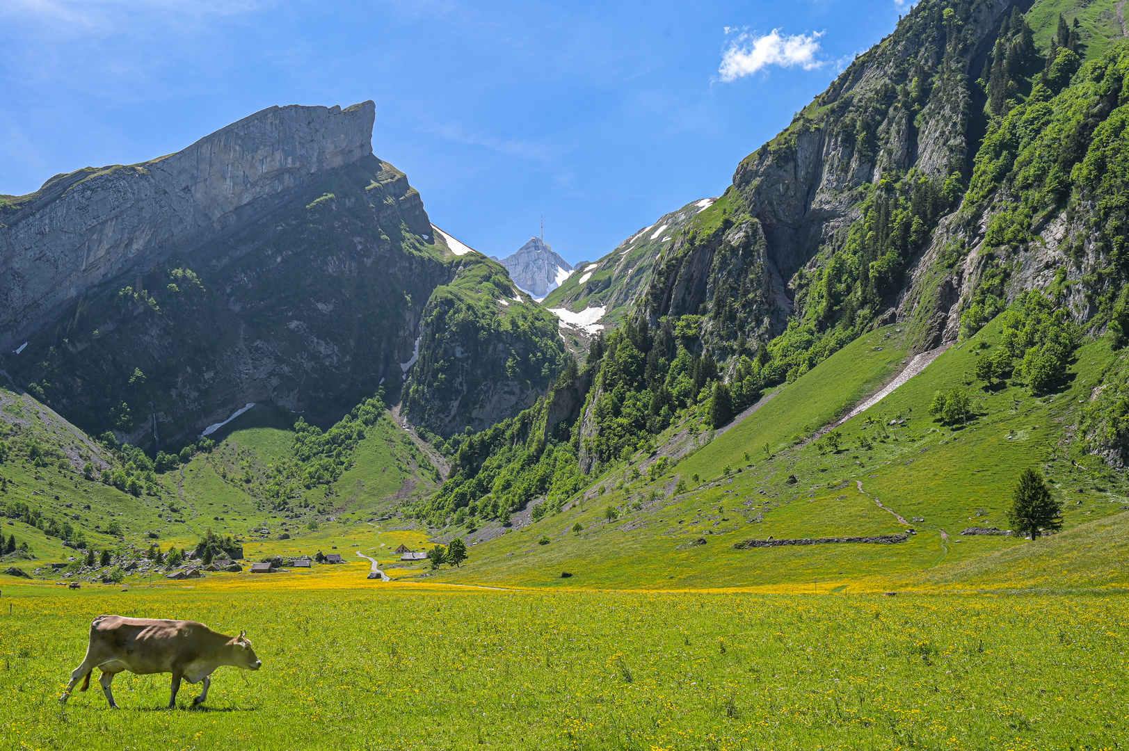 --- Der König der Ostschweiz ---