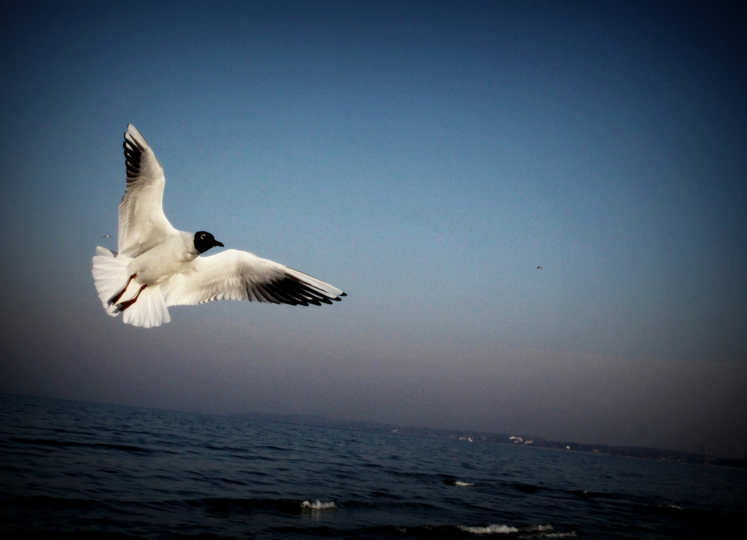 Der König Der Ostsee