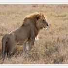 Der König der Serengeti