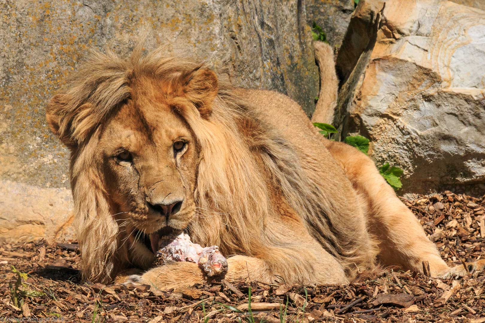 Der König der Thüringer Zoolöwen 