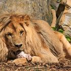 Der König der Thüringer Zoolöwen 