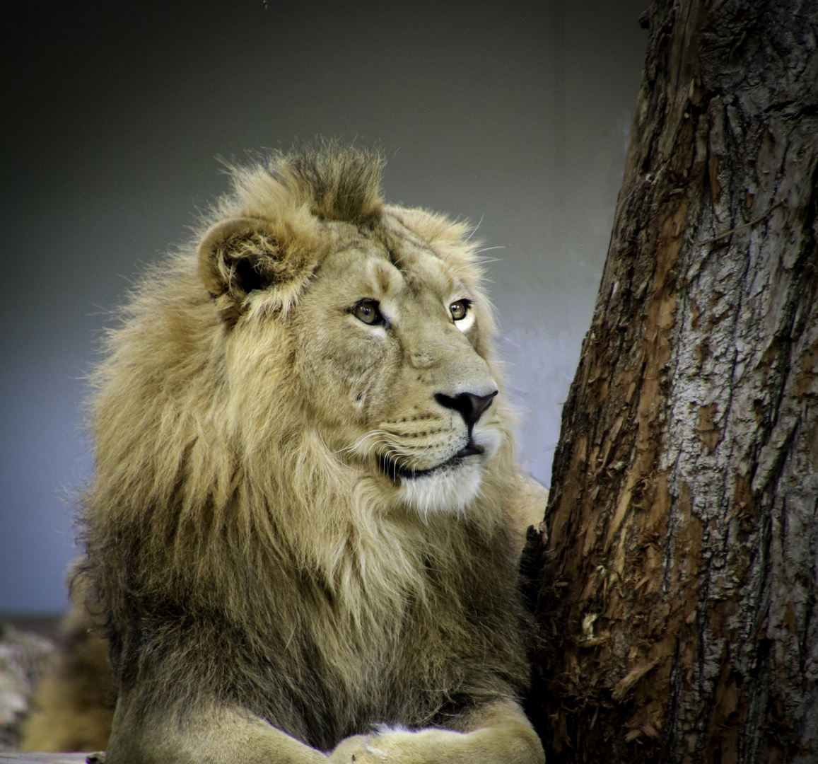 Der König der Tiere