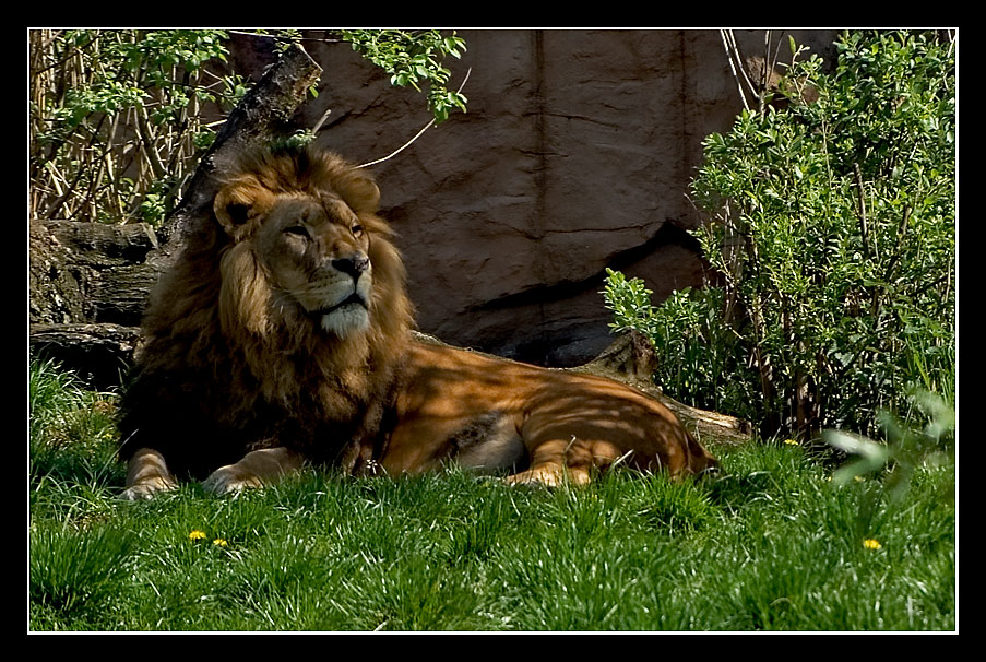 Der König der Tiere