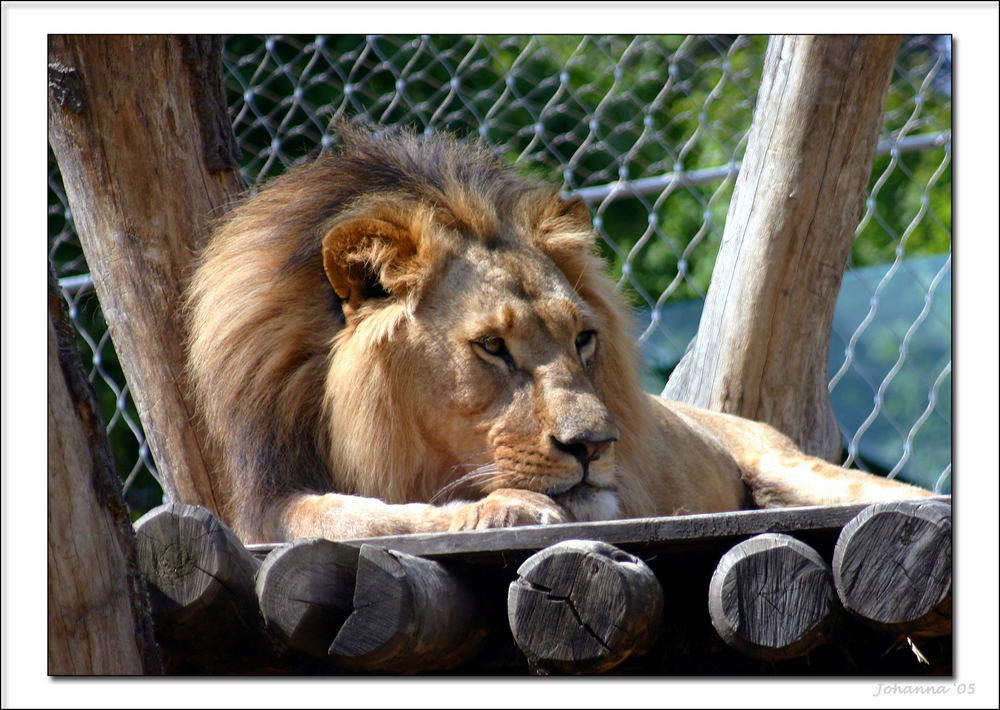 der König der Tiere