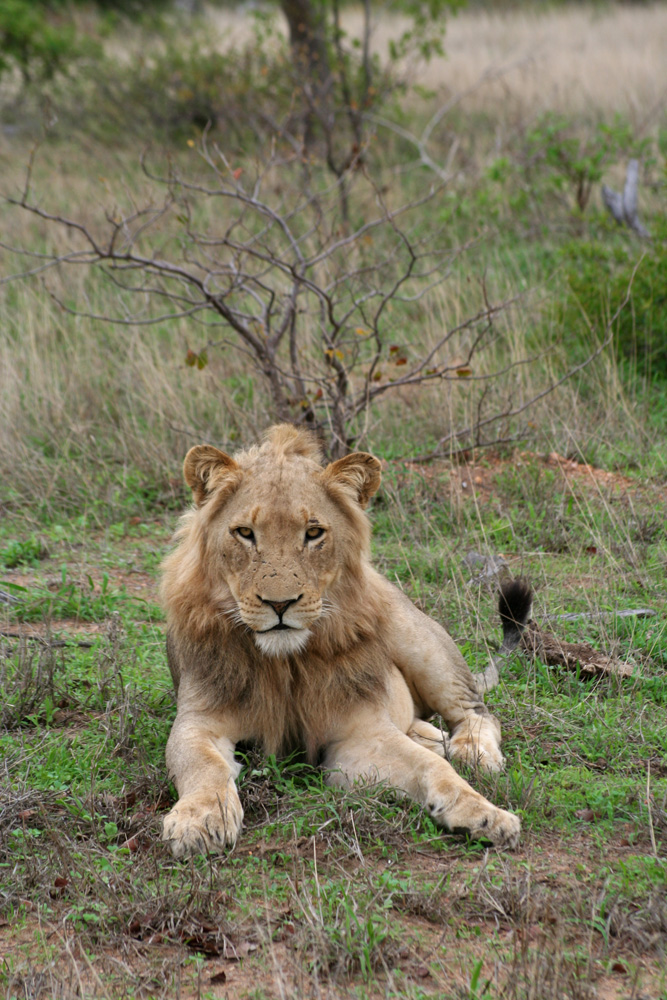 Der König der Tiere