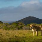 Der König der Tiere!