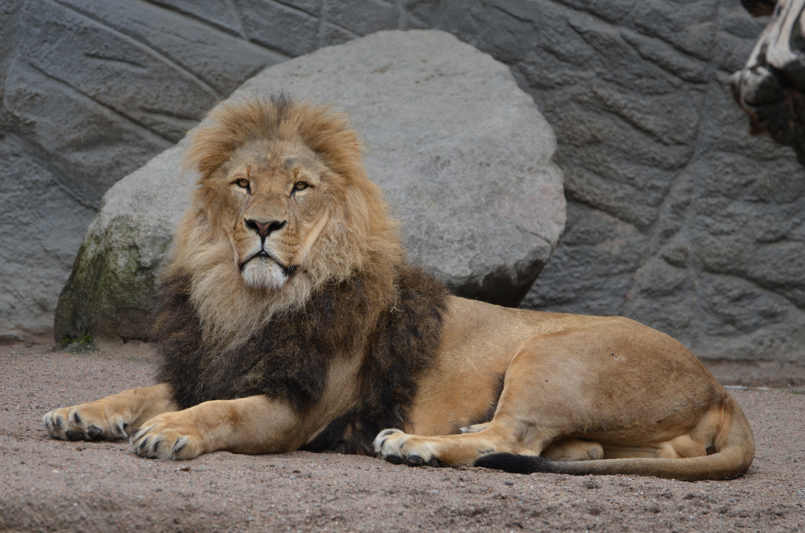 der König der Tiere