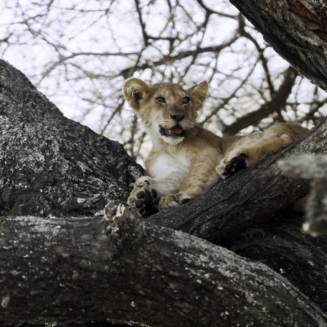 Der König der Tiere