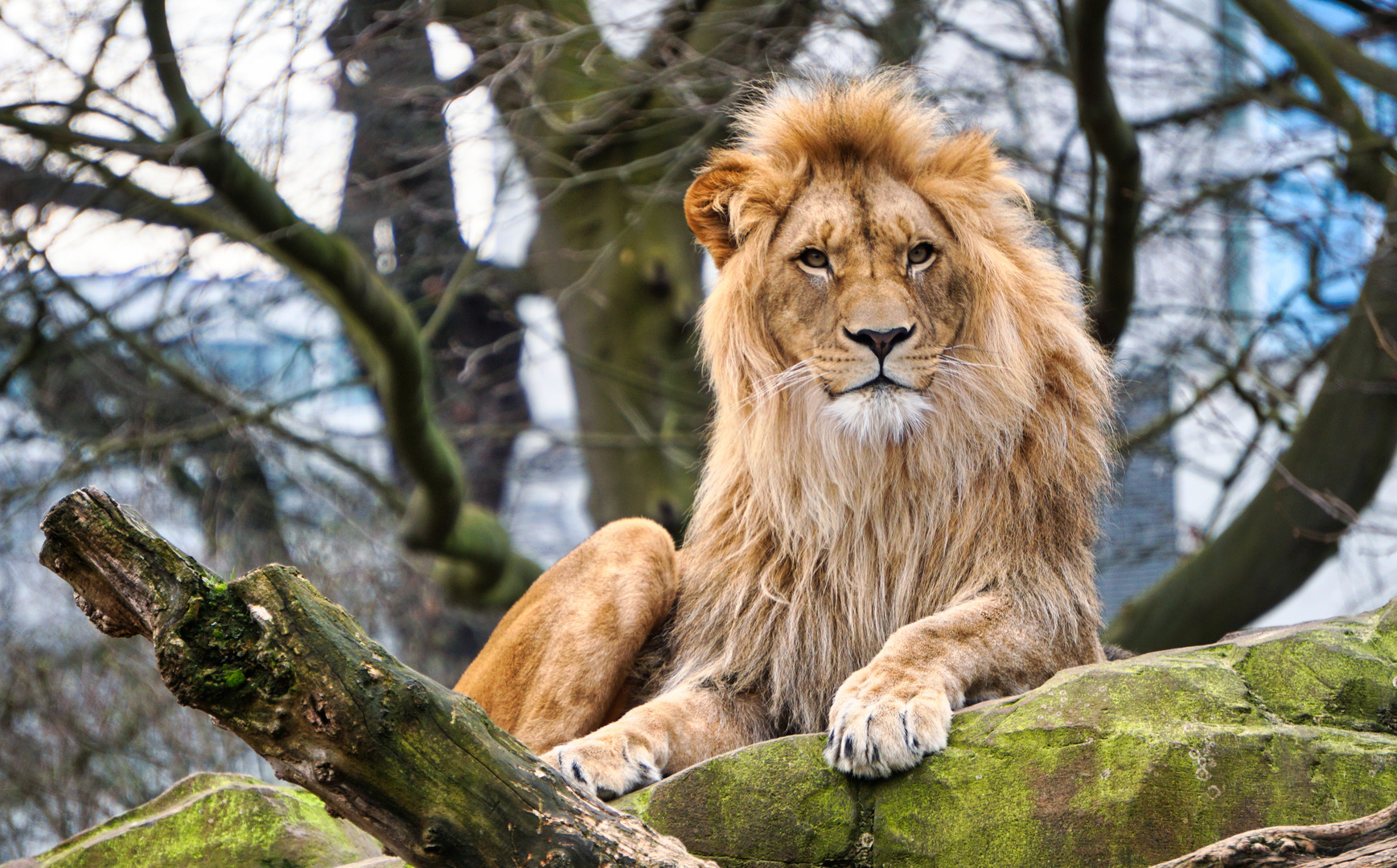 Der König der Tiere