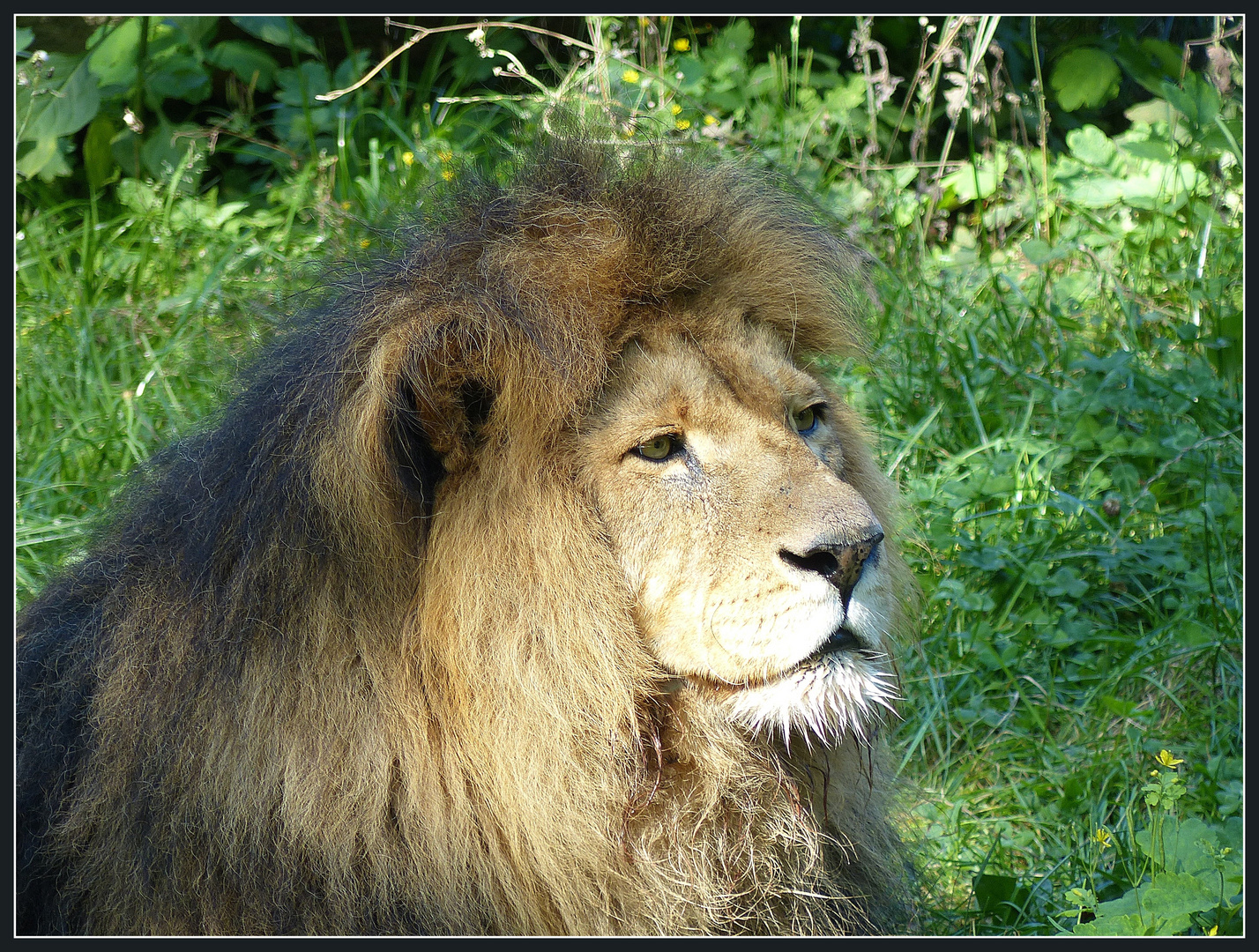 Der König der Tiere