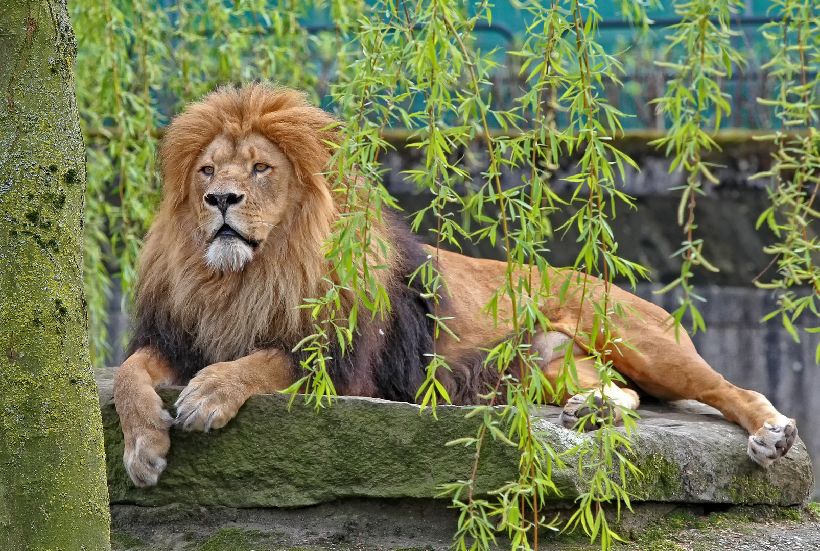 Der König der Tiere