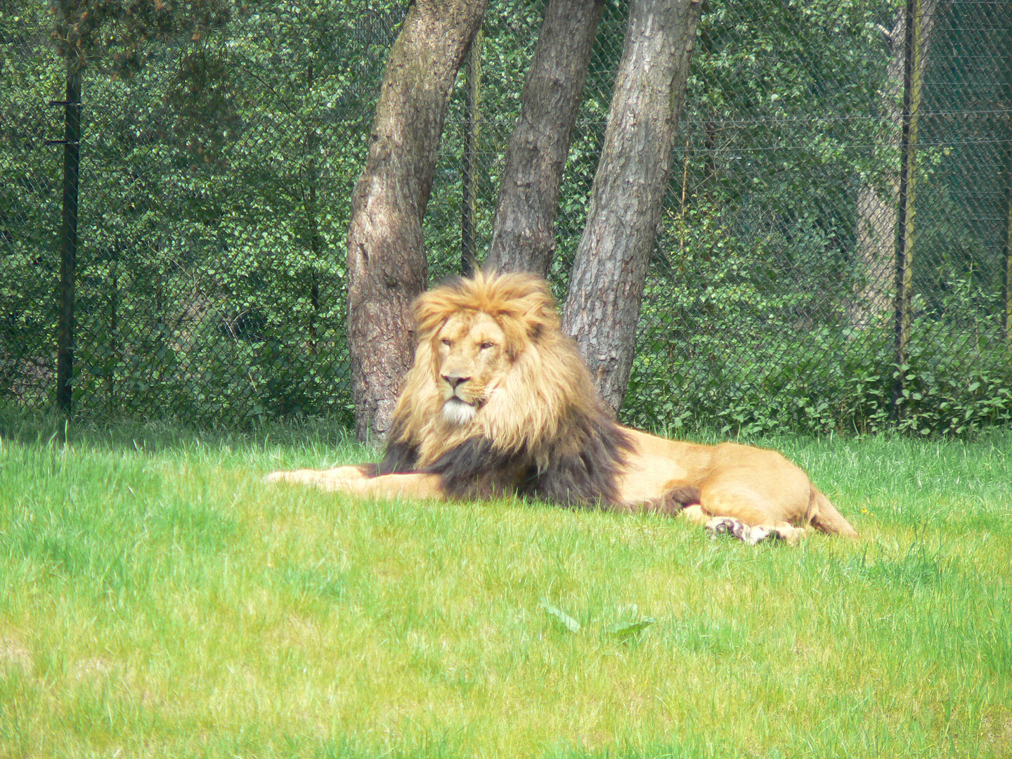 Der König der Tiere