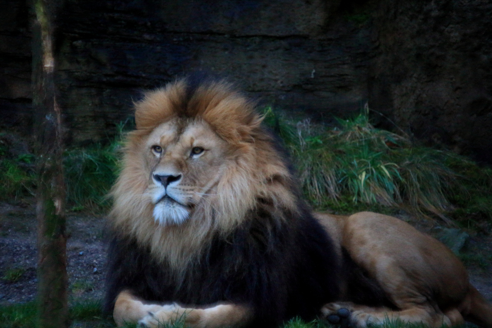 der könig der tiere