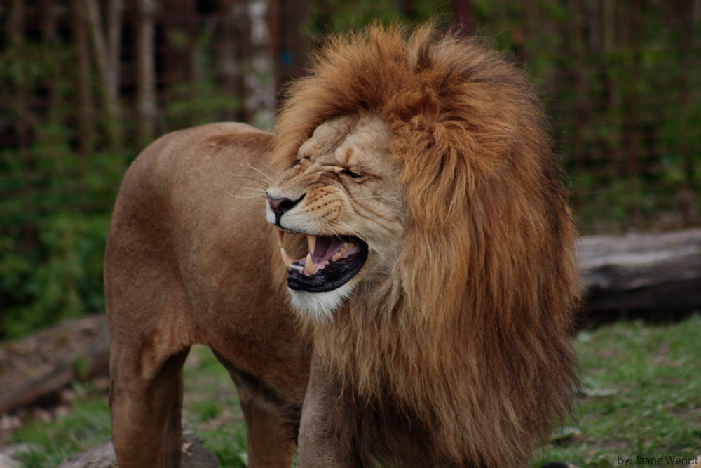 der König der Tiere