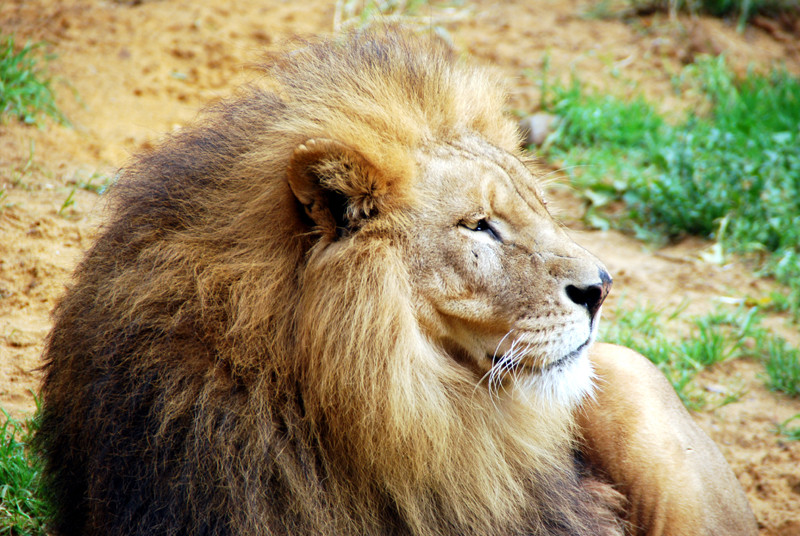 Der König der Tiere