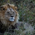 Der König der Tiere....