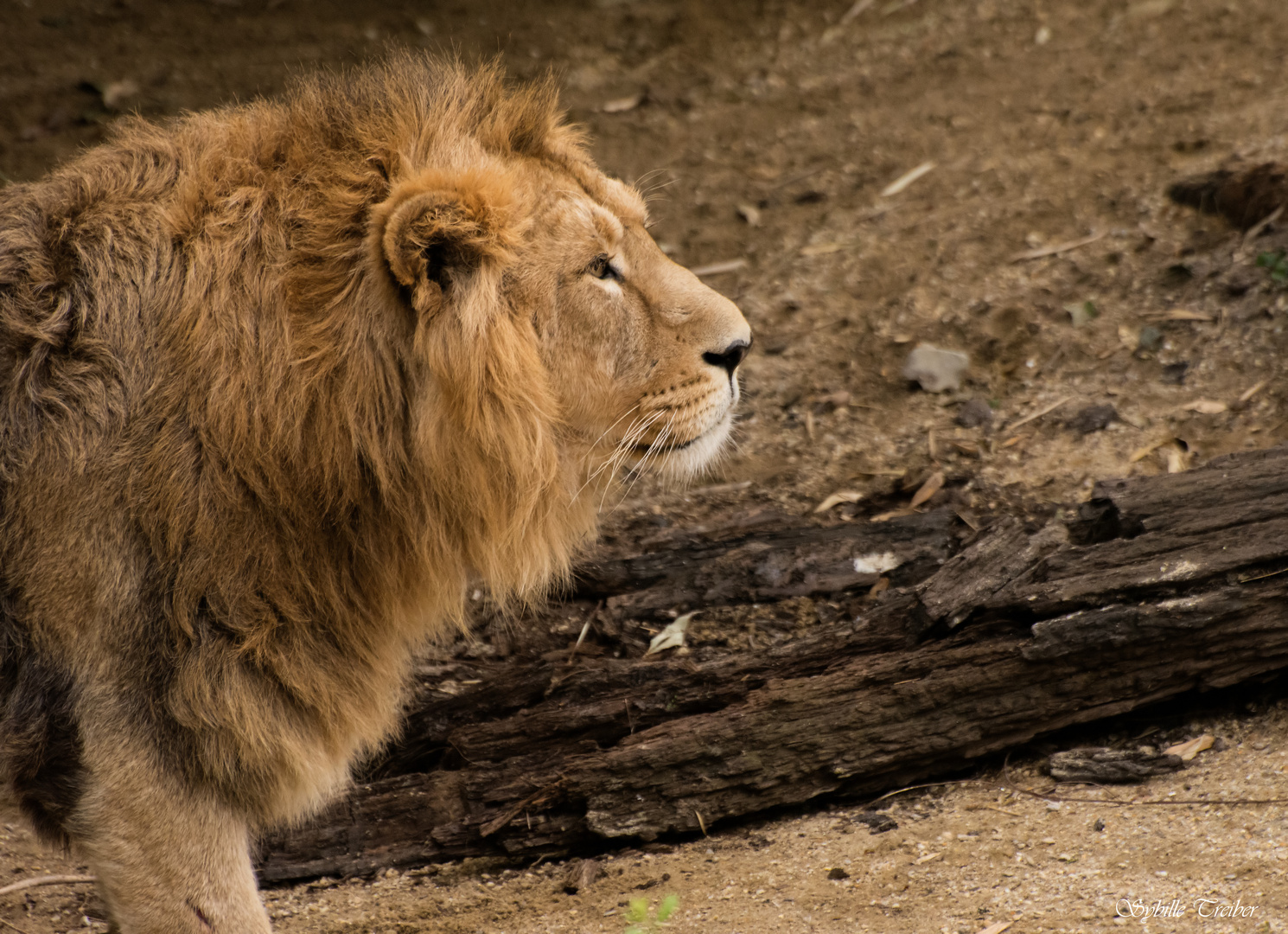 Der König der Tiere