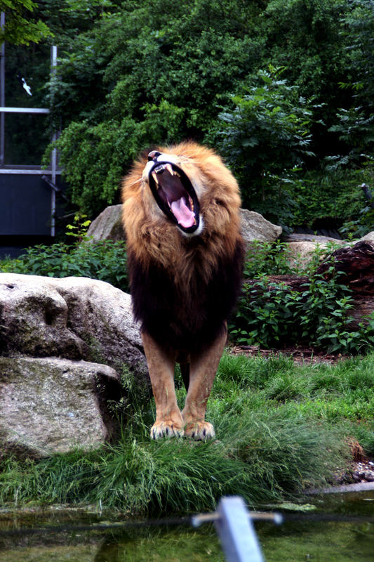 Der König der Tiere