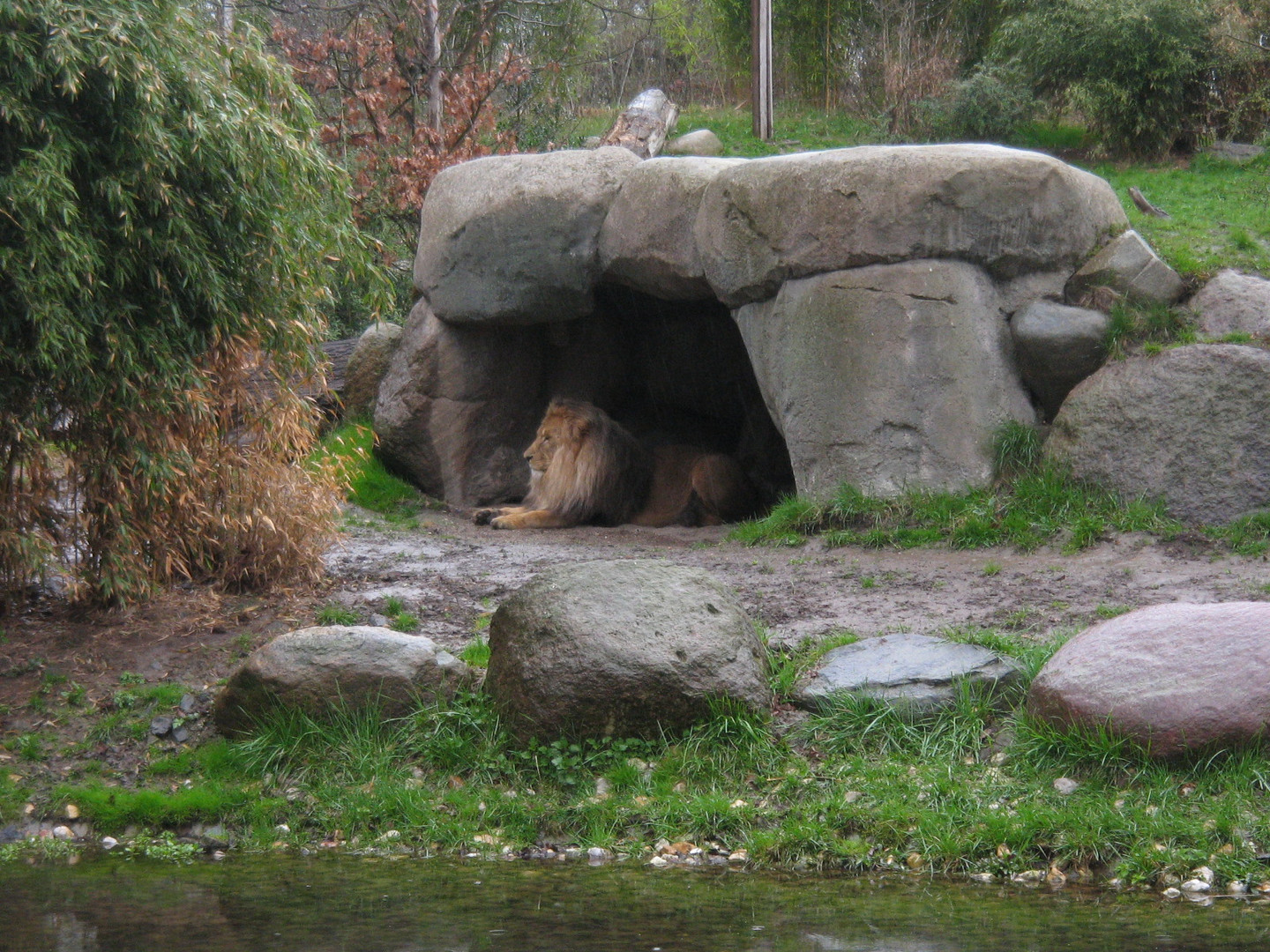 Der König der Tiere im Leipziger Zoo