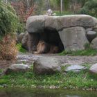 Der König der Tiere im Leipziger Zoo