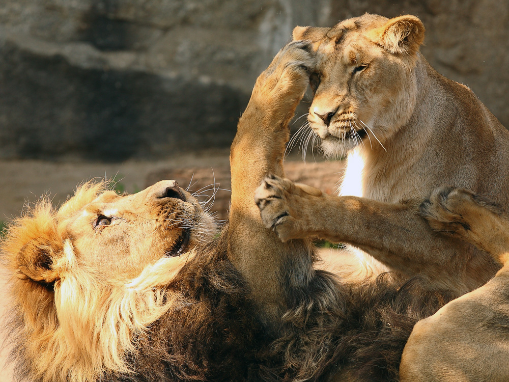 Der König der Tiere - in unköniglicher Situation erwischt ...