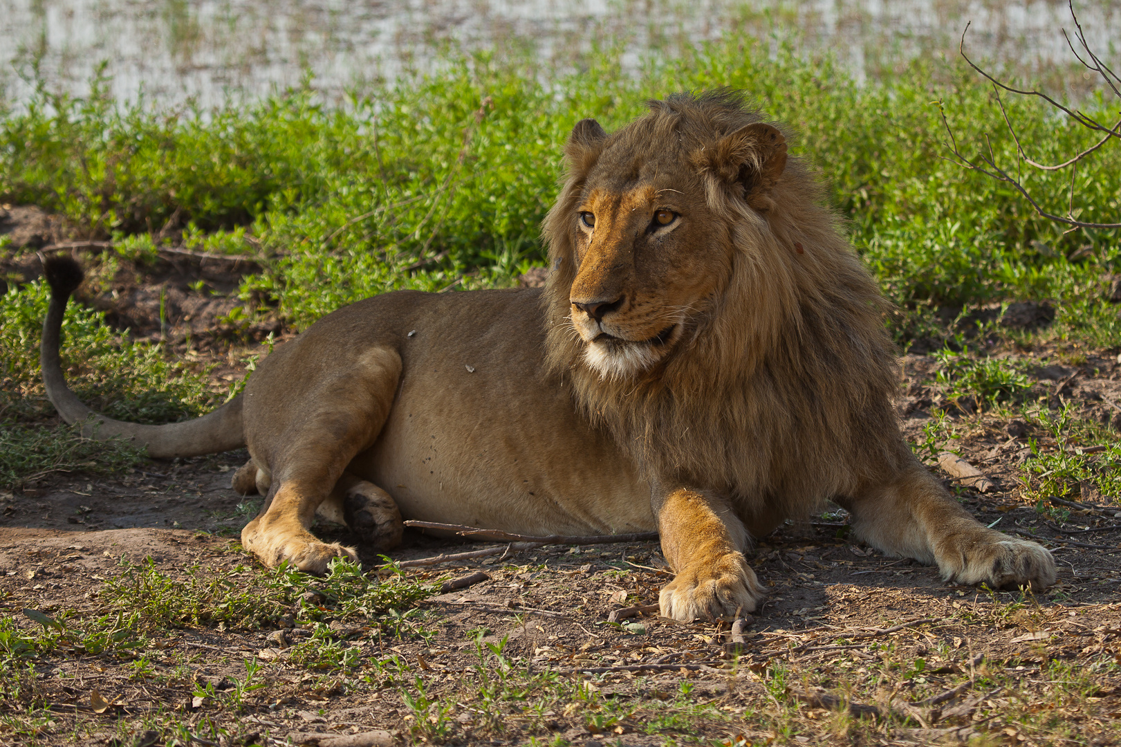 Der Konig Der Tiere Stellte Sich Dem Fotoshooting Foto Bild Africa Southern Africa Botswana 11 Bilder Auf Fotocommunity