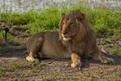 Der König der Tiere stellte sich dem Fotoshooting de Karin und Axel Beck