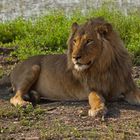 Der König der Tiere stellte sich dem Fotoshooting