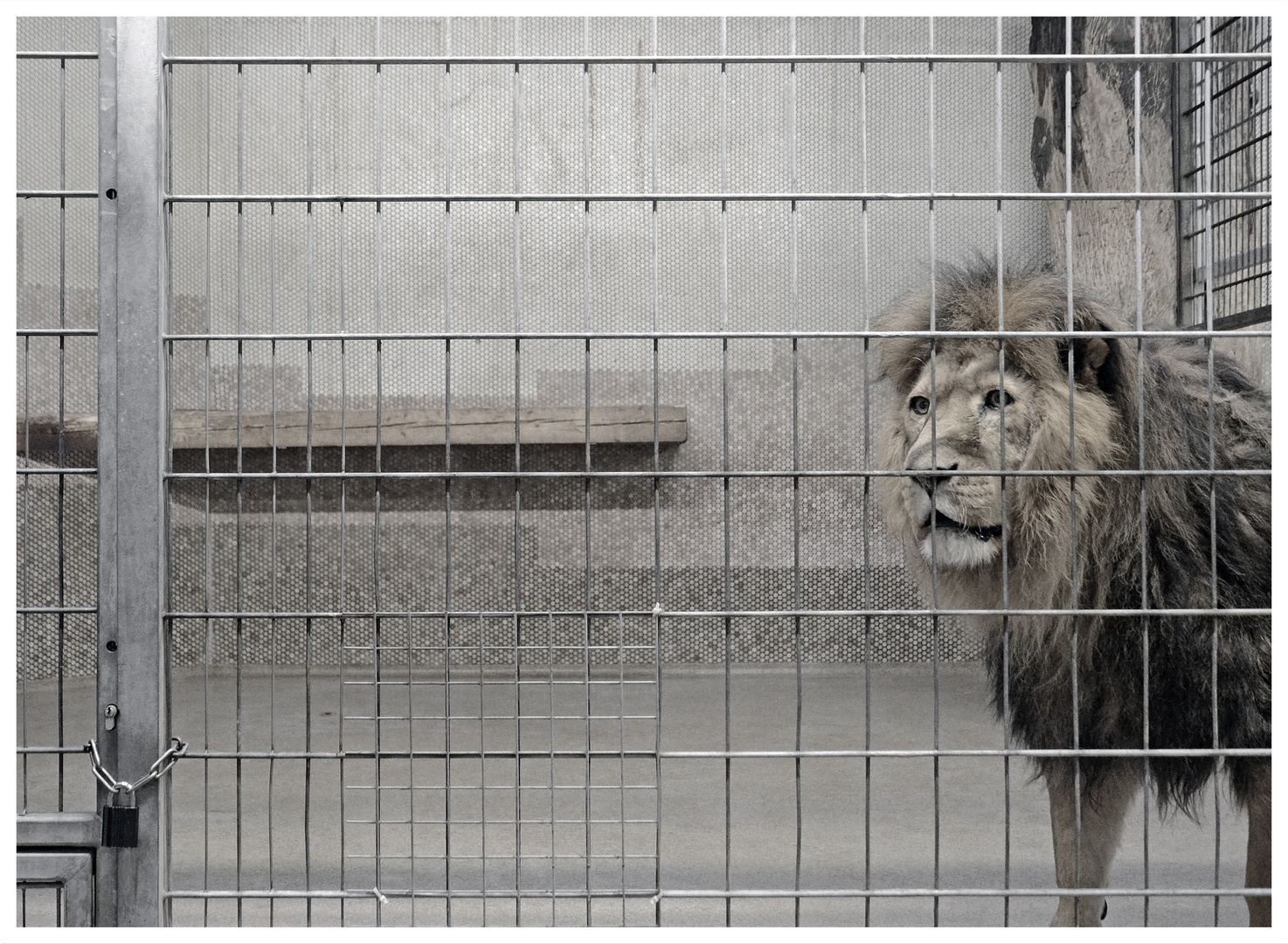 Der König der Tiere zu Gast bei der Krönung der Schöpfung Foto & Bild ...