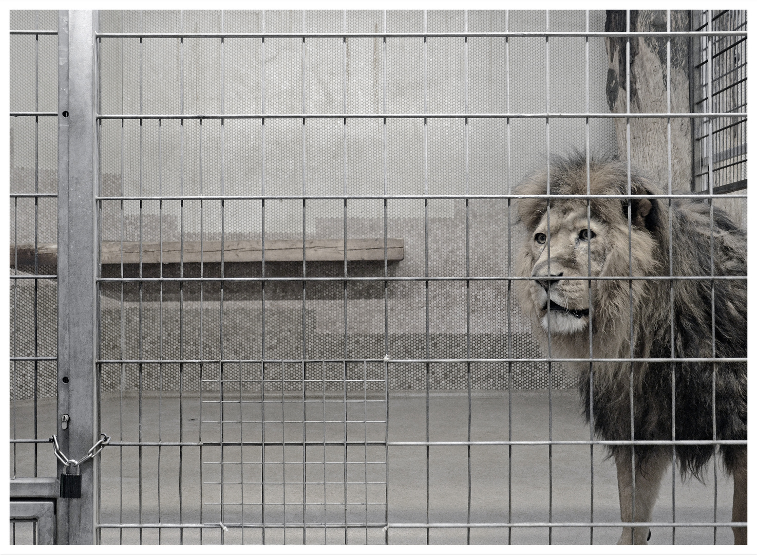 Der König der Tiere zu Gast bei der Krönung der Schöpfung