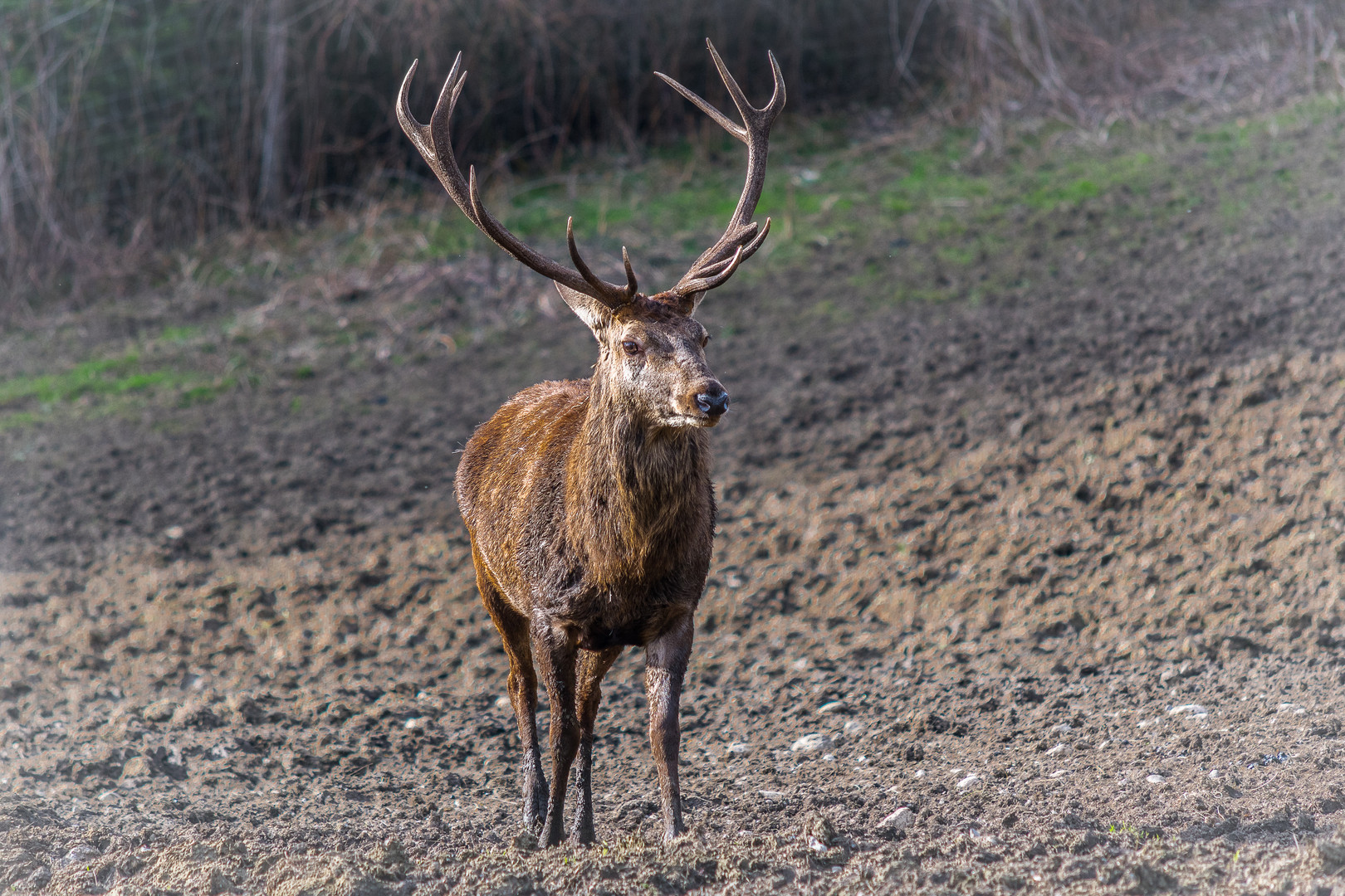 Der König der Wälder