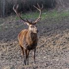 Der König der Wälder