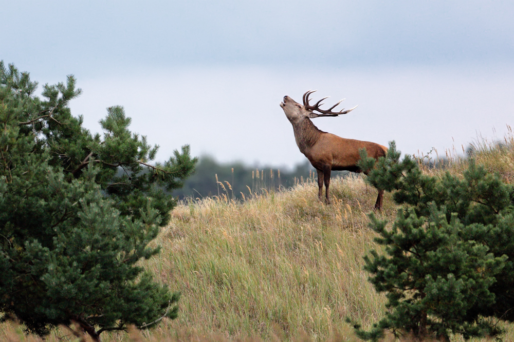 Der König der Wälder