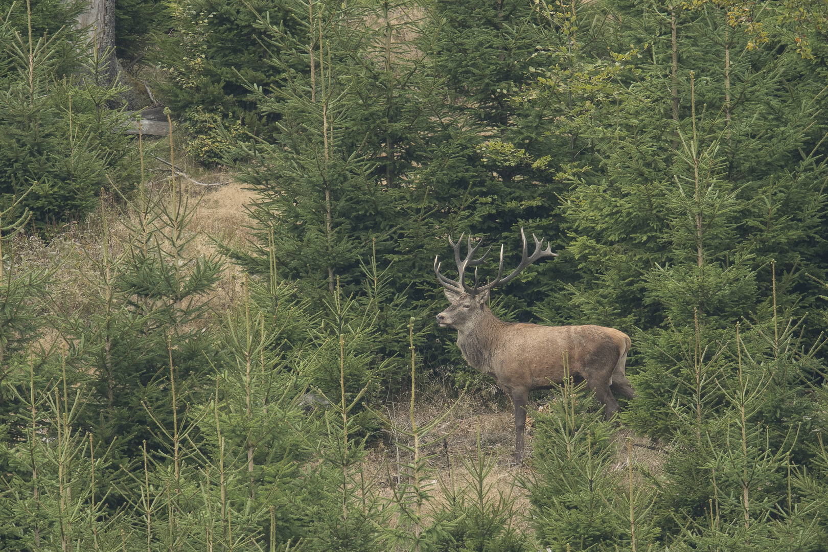 Der König der Wälder