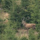 Der König der Wälder