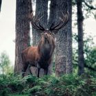 Der König der Wälder