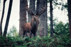 Der König der Wälder