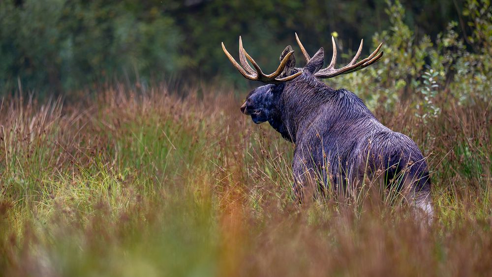 Der König der Wälder.