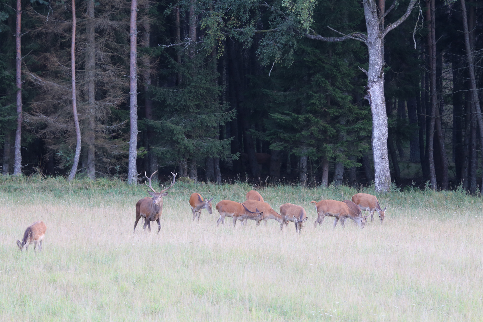 Der König der Wälder