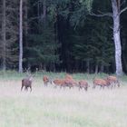 Der König der Wälder