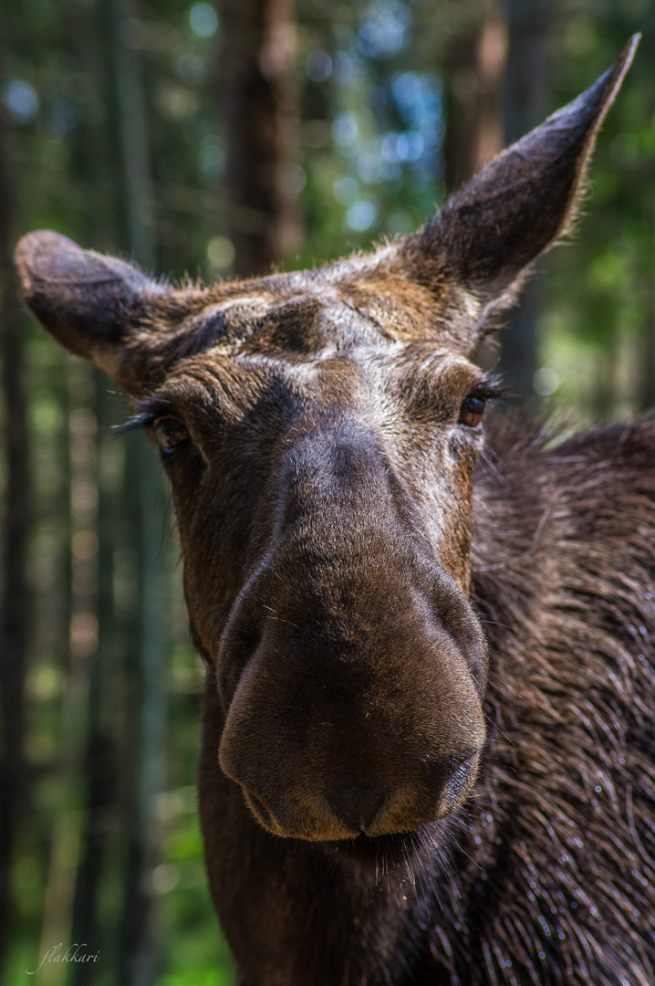 Der König der Wälder