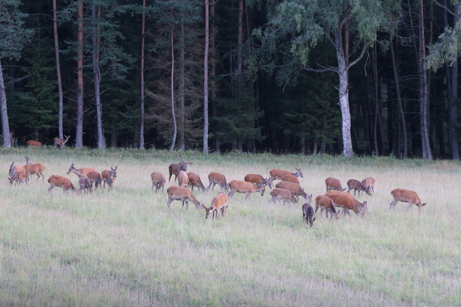 Der König der Wälder und sein Harem