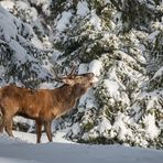 Der König des Bergwaldes