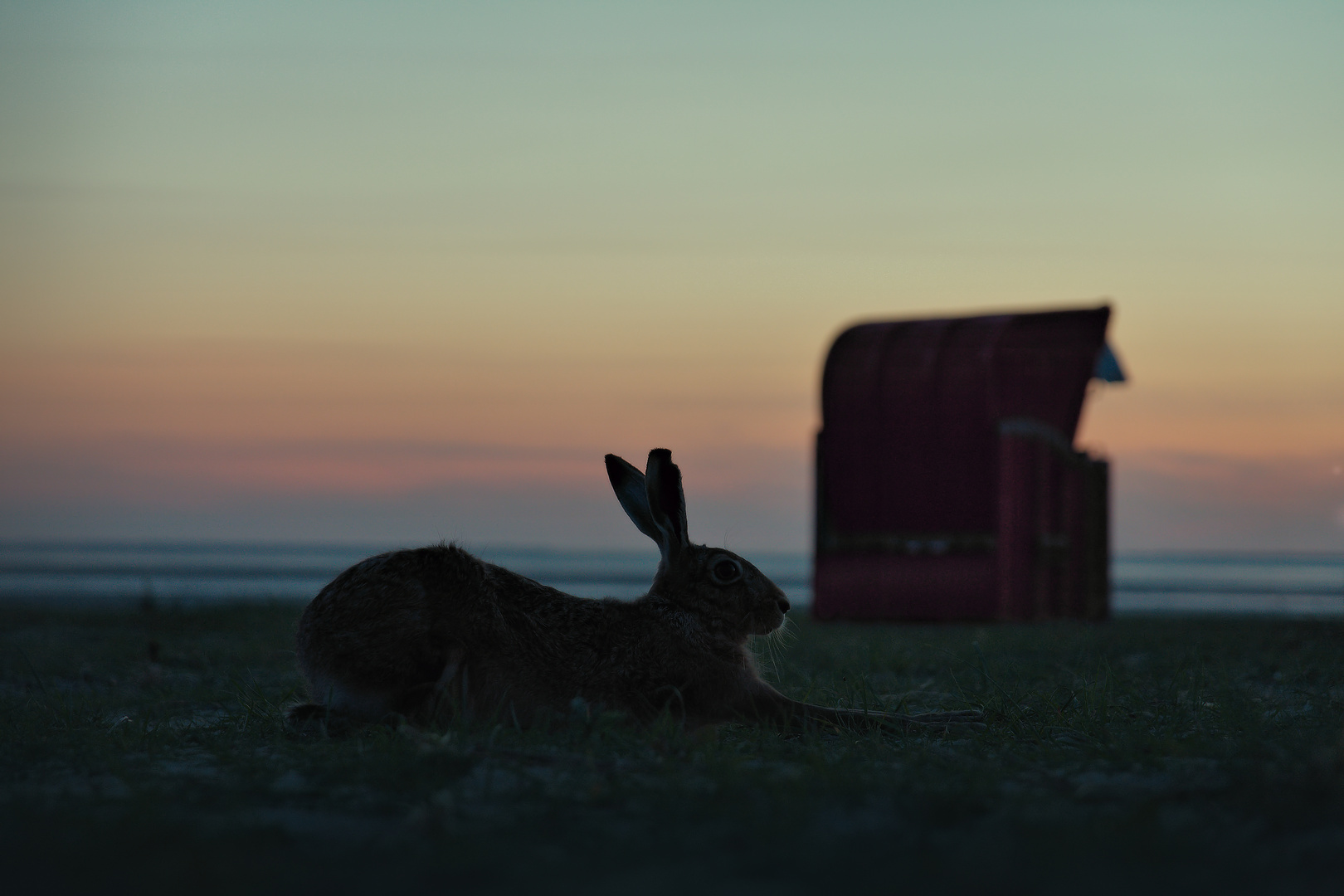 Der König des Strandes :)