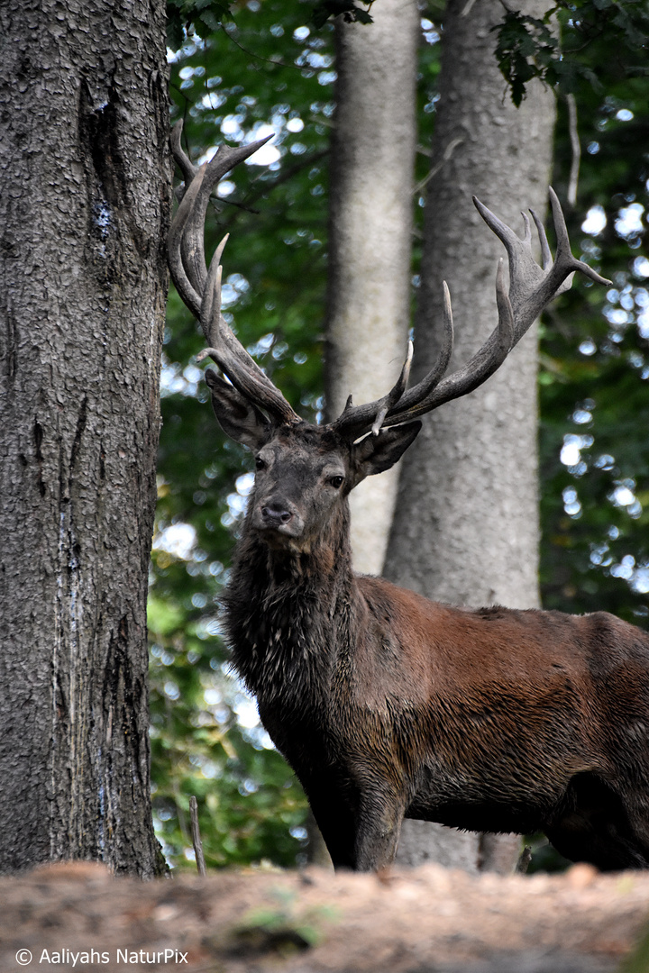 Der König des Waldes