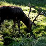 der König des Waldes