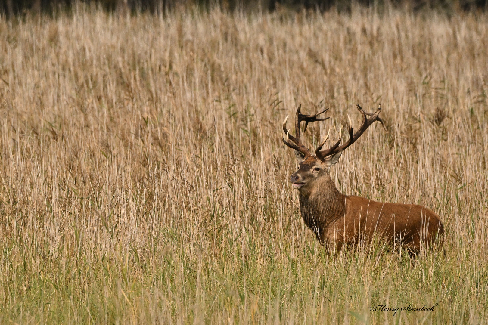 Der König des Waldes