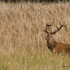 Der König des Waldes