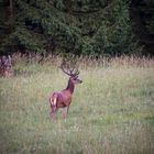 Der König des Waldes